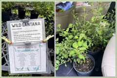 Wild Lantana 5-8-25