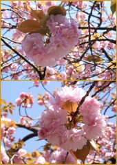 有栖川公園のカンザン　2024-4-14
