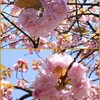 有栖川公園のカンザン　2024-4-14