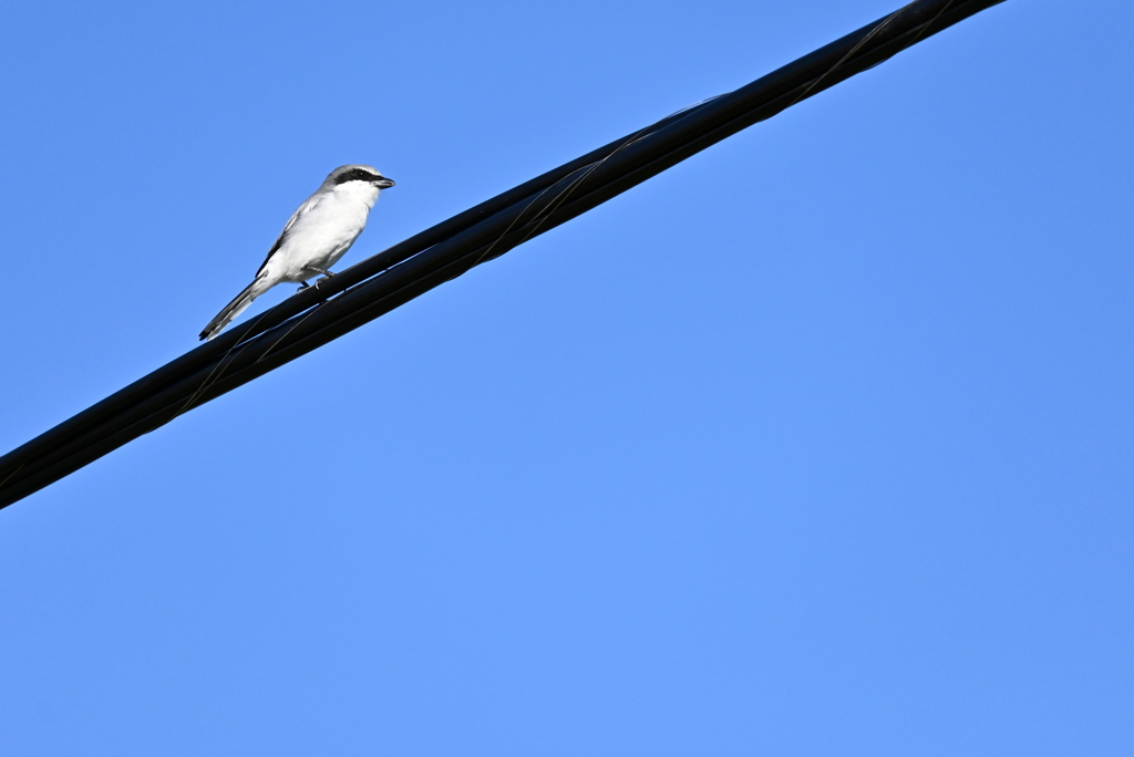 Loggerhead Shrike III 10-23-24