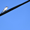 Loggerhead Shrike III 10-23-24