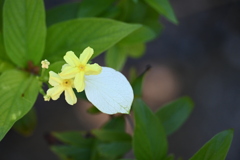 Yellow Mussaenda I 7-17-25