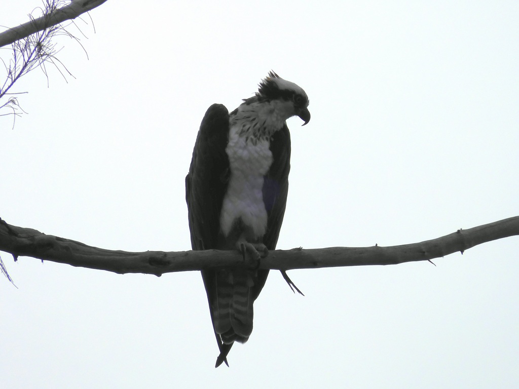 Female Osprey III 10-1-23