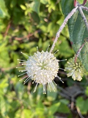 Common Buttonbush 5-9-23