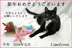 Amore年賀状2026_Blog_Instagram