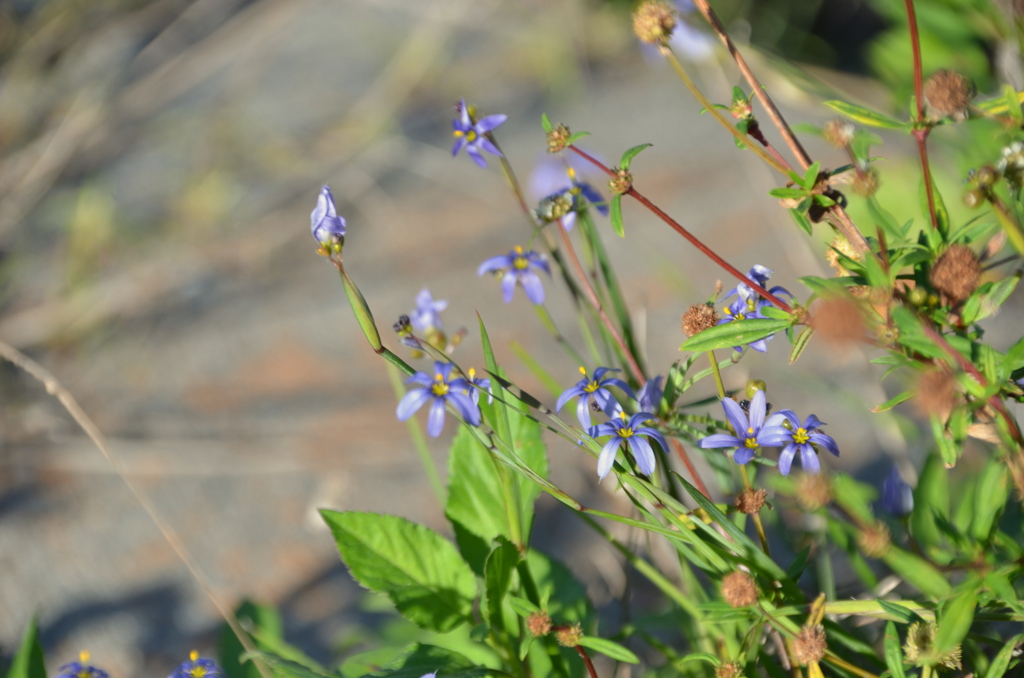 Blue Eyed Grass I 2-9-23