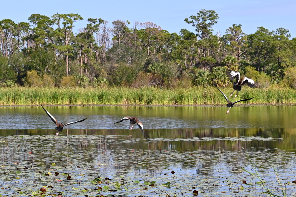 Black-bellied Whistling Ducks Flying