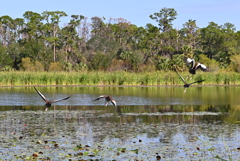 Black-bellied Whistling Ducks Flying