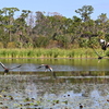 Black-bellied Whistling Ducks Flying