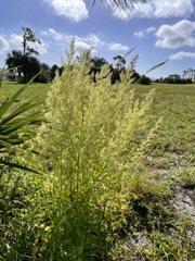 Juba's Bush  10-8-25