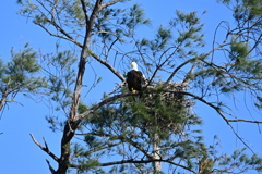 Bald Eagle 11-26-24