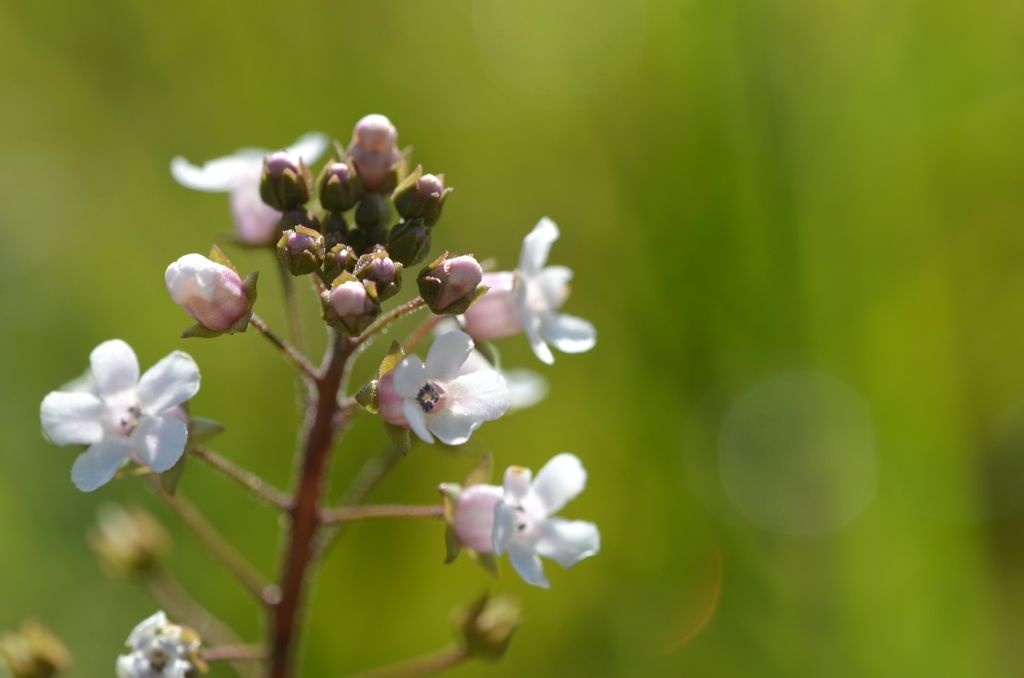 Water Pimpernel I 3-22-25