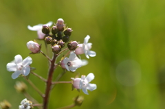 Water Pimpernel I 3-22-25