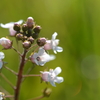 Water Pimpernel I 3-22-25
