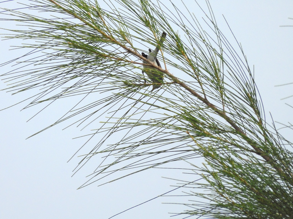 (Female) Yellow Warbler 9-24-23