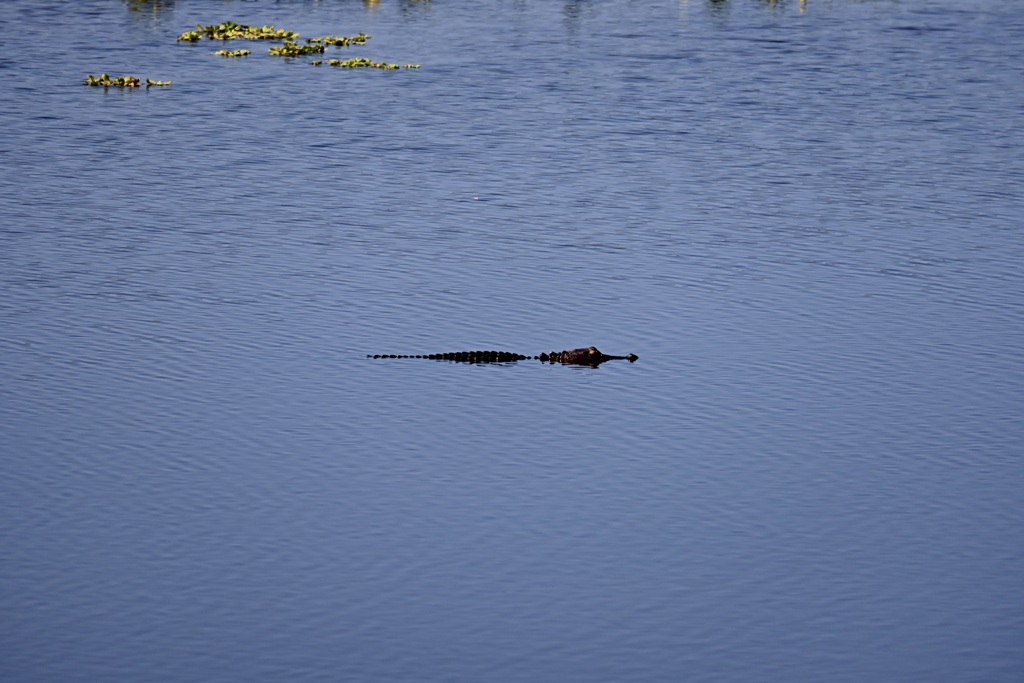 It's Not a Log 11-18-25