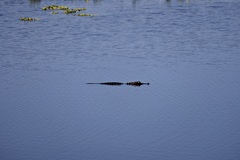 It's Not a Log 11-18-25