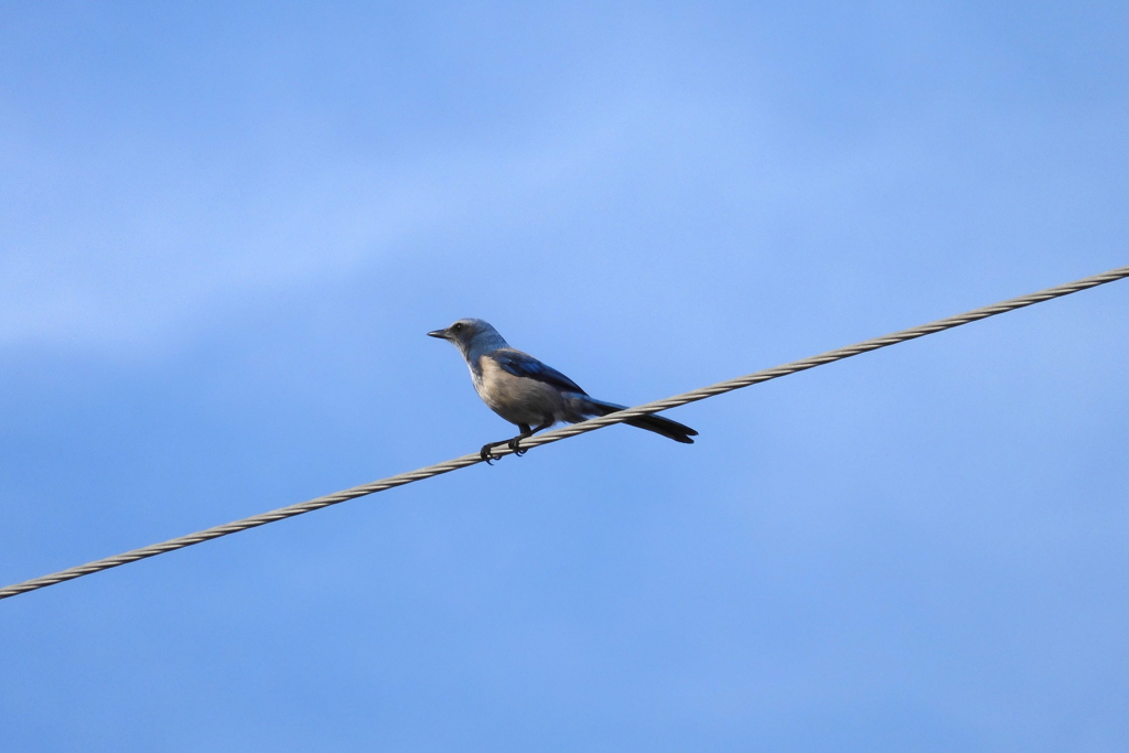 Florida Scrub Jay 4-5-23