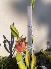Dragonfruit 9-22-24