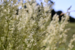 Iresine diffusa  10-8-25