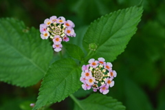 Lantana strigocamara I 7-9-25