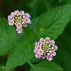 Lantana strigocamara I 7-9-25