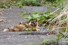 098 公衆浴場近くのさび猫 2024-4-17