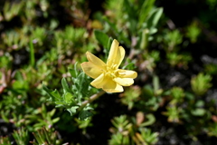 Cutleaf Evening Primrose 6-26-25