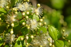 Myrcianthes fragrans 4-4-23