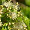 Myrcianthes fragrans 4-4-23