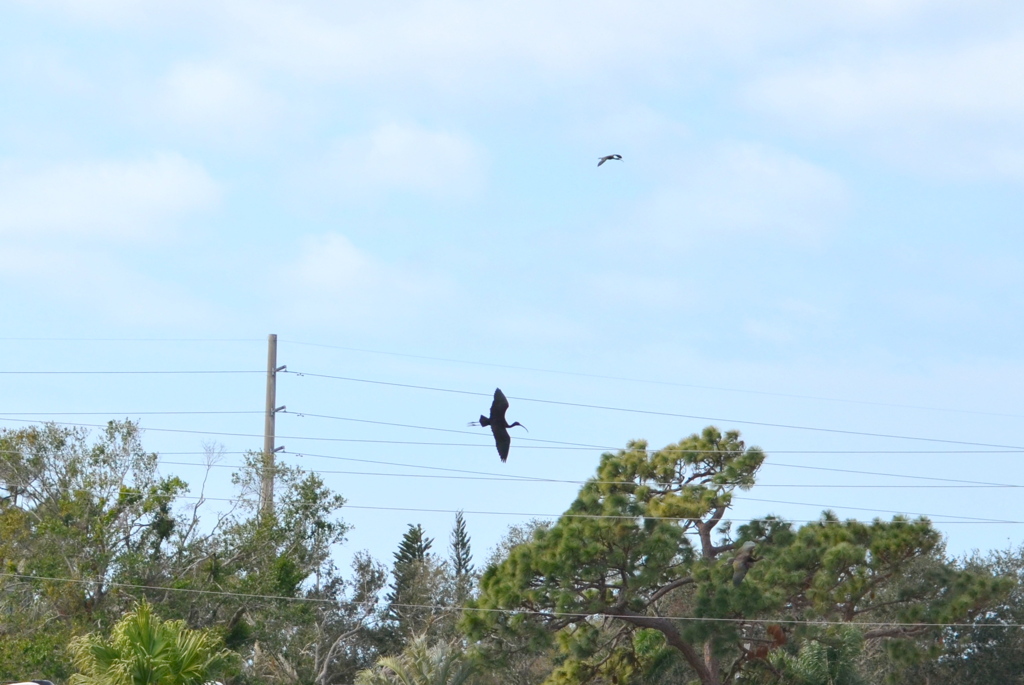 Glossy Ibis 1-24-23