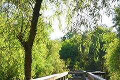 Coastal Plain Willow over the Boardwalk