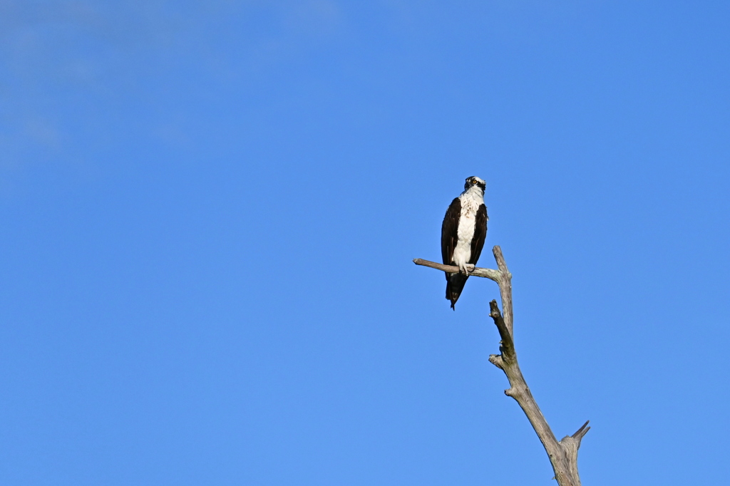 Osprey I 10-5-24