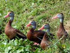 Black-bellied Whistling-Ducks II 1-24-23