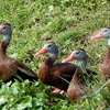 Black-bellied Whistling-Ducks II 1-24-23