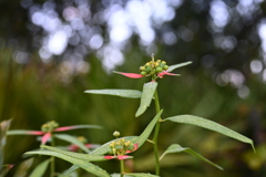 Euphorbia cyathophora I 8-20-25