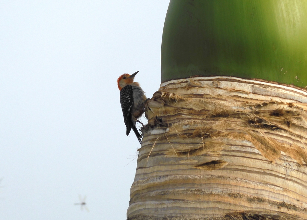 Melanerpes carolinus 5-25-23