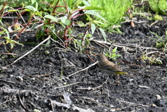 Palm Warbler by the Pond 2-4-25