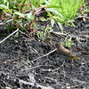 Palm Warbler by the Pond 2-4-25
