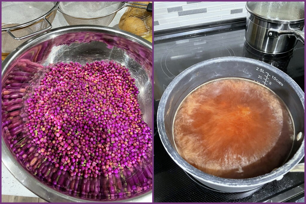 American Beautyberries 1-25-26