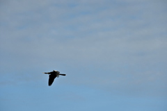 Anhinga in the Sky 2-4-25