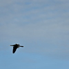 Anhinga in the Sky 2-4-25