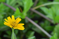 Creeping Oxeye III 6-22-23