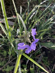 Spiderwort 6-27-23