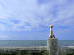 南ぬ島は猫島　2024-4-22