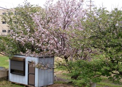 152 桜と物置 2024-4-17
