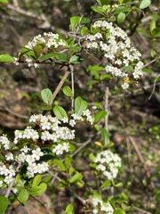 Walter's Viburnum 2-20-23