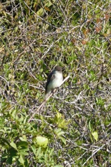 Eastern Phoebe II 2-21-24