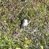 Eastern Phoebe II 2-21-24