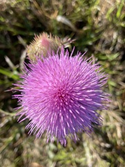 Cirsium horridulum II 3-22-23